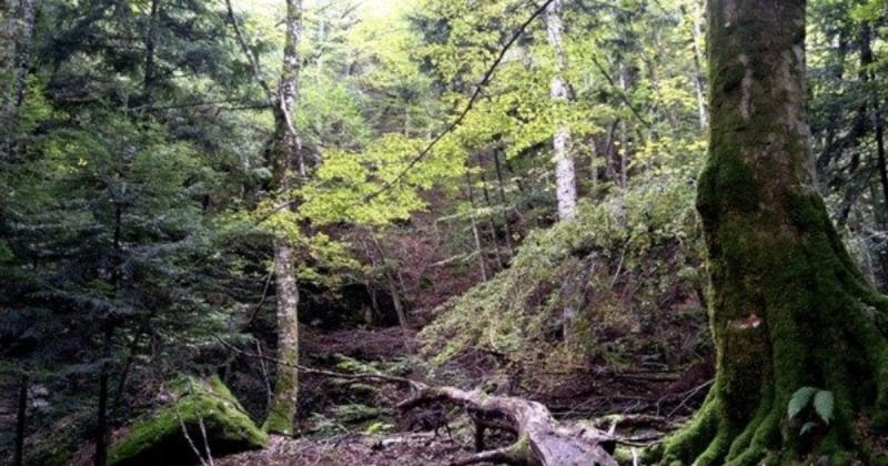 Forest Bathing